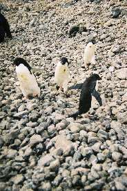 Adlie penguins