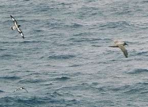 Cape petrels and a sooty albatross