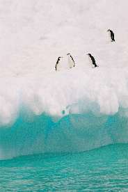 Chinstrap penguins on an iceberg