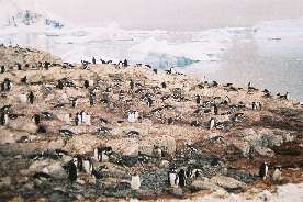 Gentoo penguins on Cuverville Island