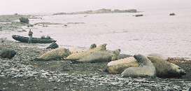 Elephant seals on Livingstone Island