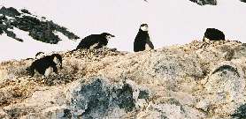 Chinstrap penguins on Orne Island