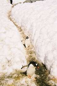 Gentoo penguins walking down their tracks